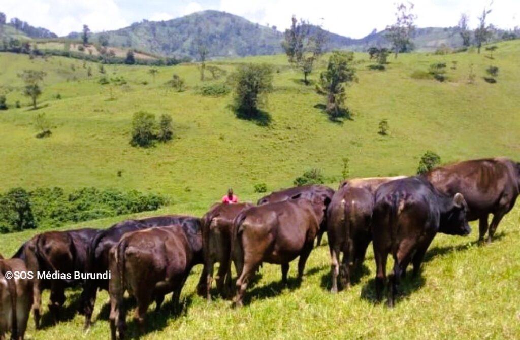 Cattle Looted from Batutsi community in Masisi Photo 2023 @SOS Medias Burundi
