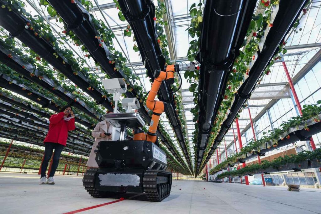 A robot picks strawberries at a strawberry greenhouse in Jiande city South Chinas Guangdong province Jan 9 2021. Photo Xinhua